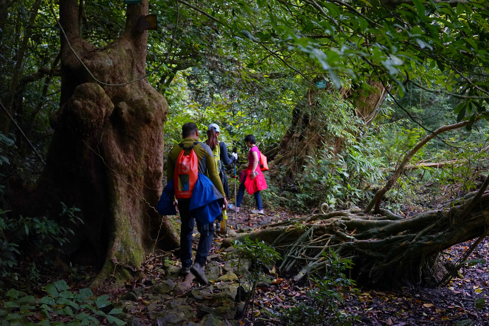 Trekking rừng Cát Bà