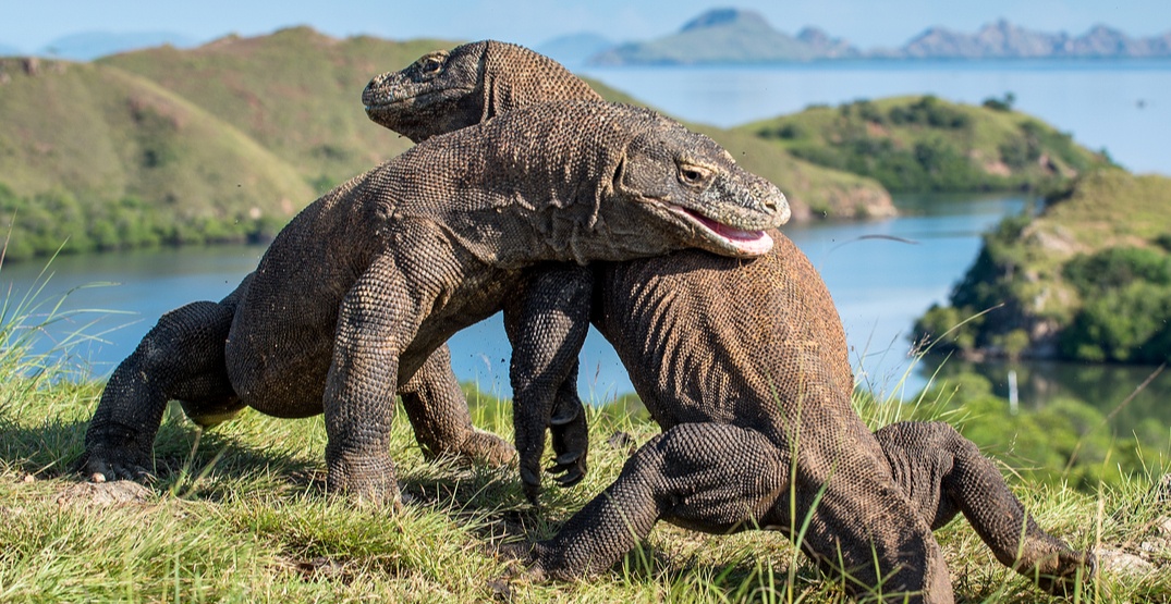Rồng Komodo