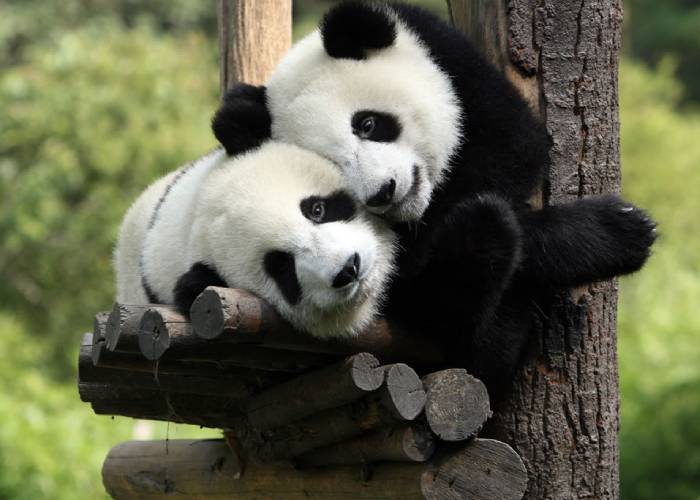 công viên gấu trúc, Thành Đô